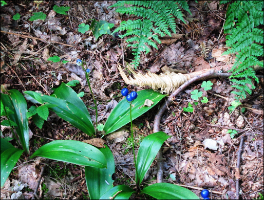 Adirondack Wildflowers: Blue Bead Lily at the Paul Smiths VIC (22 July 2011)